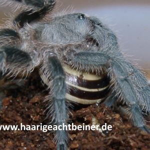 Phormictopus cochleasvorax