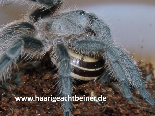 Phormictopus cochleasvorax