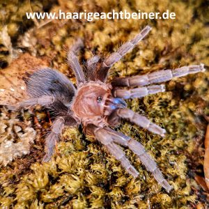 Aphonopelma crinirufum