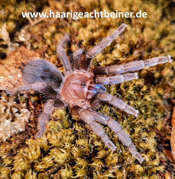 Aphonopelma crinirufum
