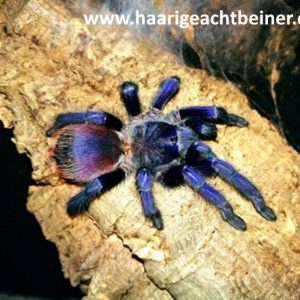 Pterinopelma sazimai