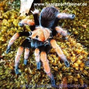 Aphonopelma bicoloratum