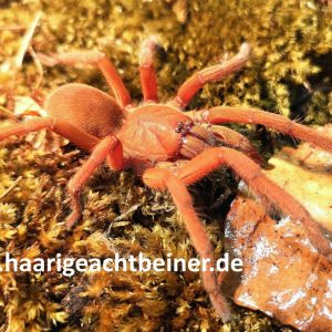 Orphnaecus philippinus ex Selenobrachys philippinus