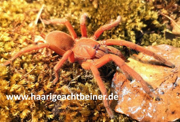 Orphnaecus philippinus ex Selenobrachys philippinus