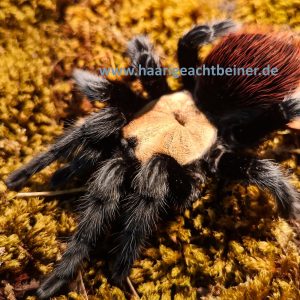 Brachypelma albiceps