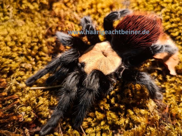 Brachypelma albiceps