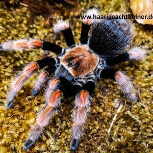 Brachypelma boehmei