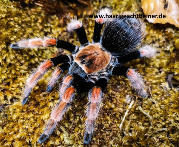 Brachypelma boehmei