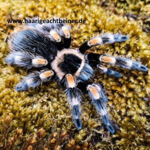 Brachypelma hamorii ex smithi