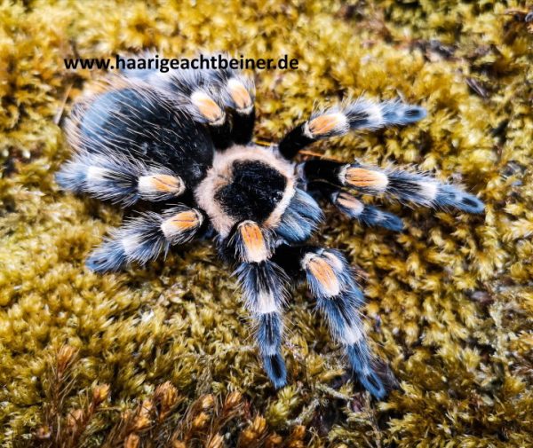 Brachypelma hamorii ex smithi