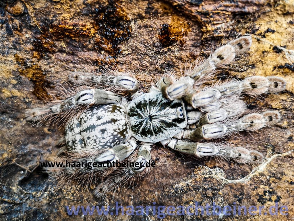 Heteroscodra maculata www.haarigeachtbeiner.de