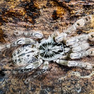 Heteroscodra maculata