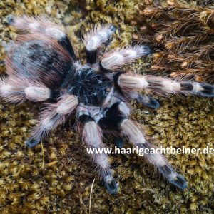 Nhandu coloratovillosum