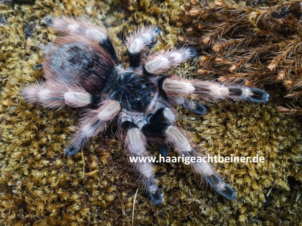 Nhandu coloratovillosum