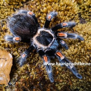 Brachypelma auratum
