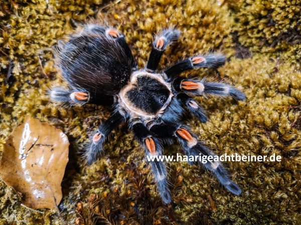 Brachypelma auratum