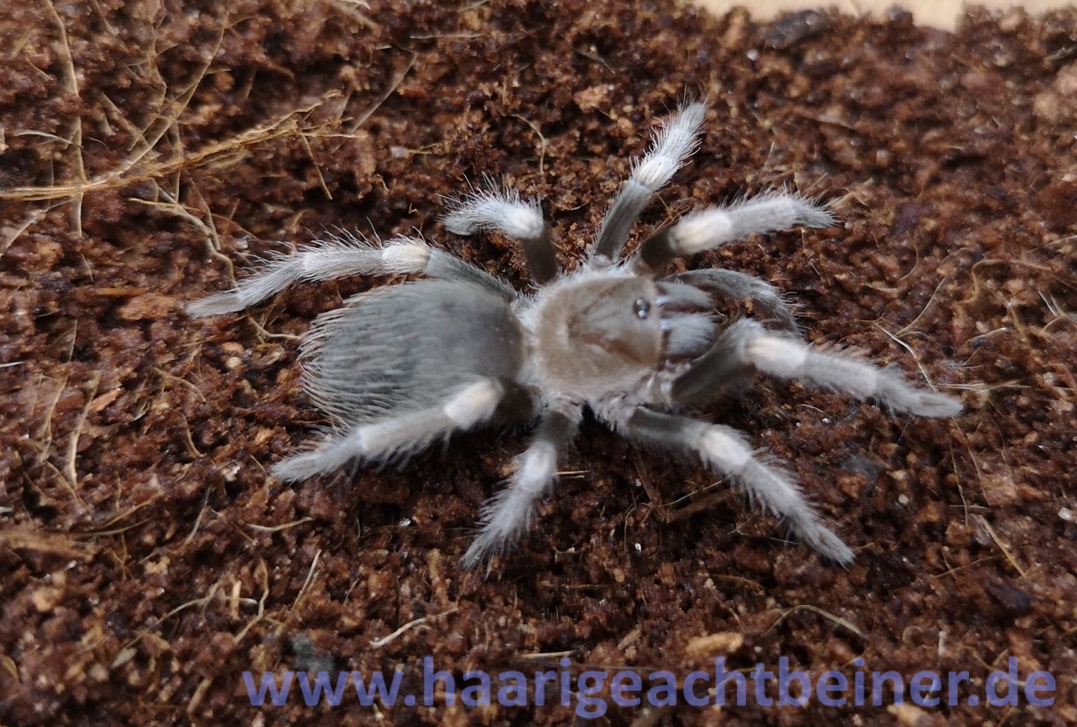 Brachypelma hamorii ex smithi www.haarigeachtbeiner.de