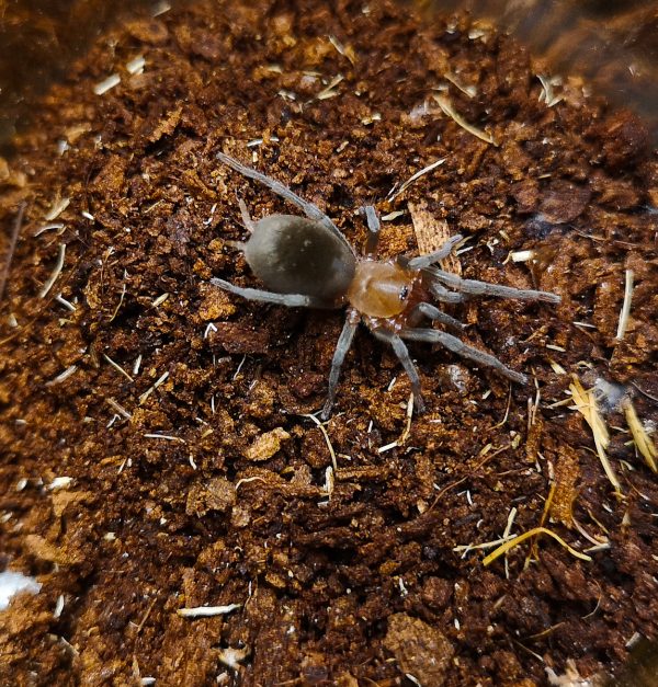 Bumba cabocla