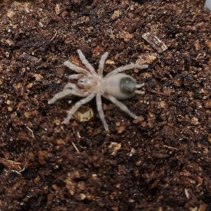 Aphonopelma hentzi