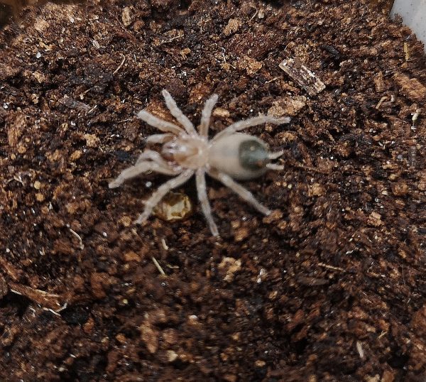 Aphonopelma hentzi