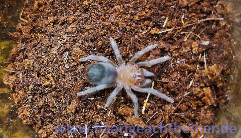Aphonopelma crinirufum www.haarigeachtbeiner.de