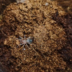 Aphonopelma chalcodes
