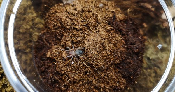 Aphonopelma chalcodes