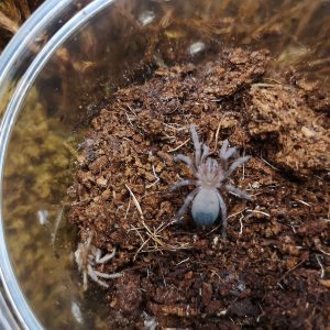Aphonopelma chalcodes