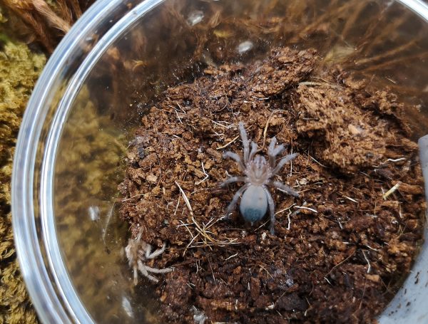 Aphonopelma chalcodes