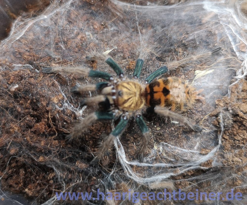 Chromatopelma cyaneopubescens www.haarigeachtbeiner.de