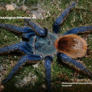 Chromatopelma cyaneopubescens