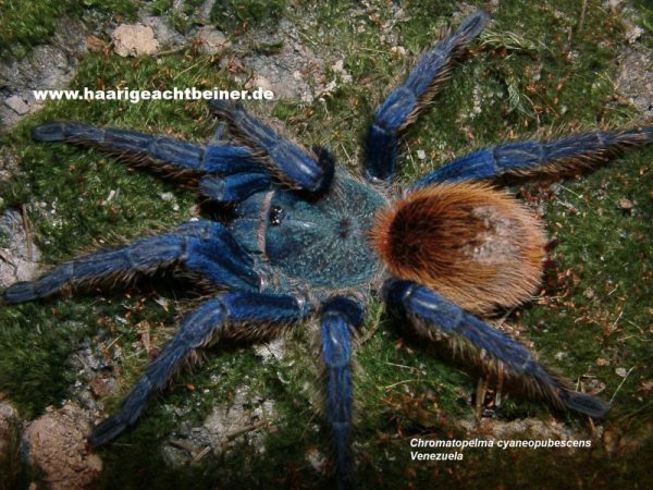 Chromatopelma cyaneopubescens
