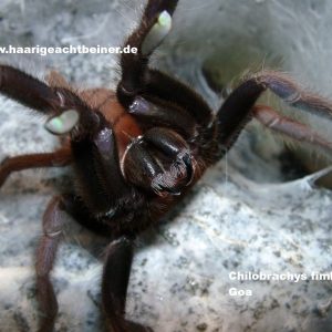Chilobrachys fimbriatus