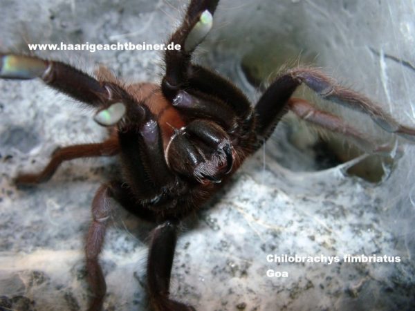 Chilobrachys fimbriatus