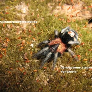 Cyriocosmus elegans