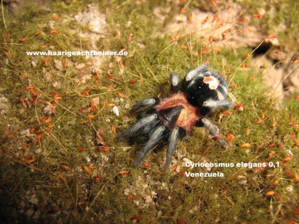 Cyriocosmus elegans