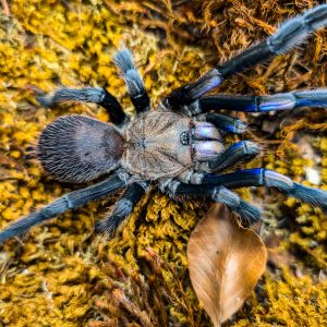 Chilobrachys natanicharum  (ex.electric blue)