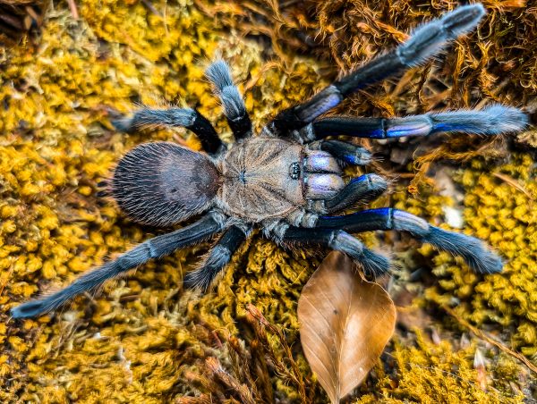 Chilobrachys natanicharum  (ex.electric blue)