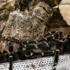 Acanthoscurria geniculata (Publikationsnachweis in der Beschreibung) – Bild 2