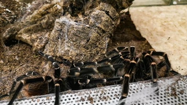 Acanthoscurria geniculata (Publikationsnachweis in der Beschreibung) – Bild 2