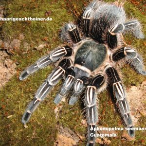 Aphonopelma seemanni sp.blue