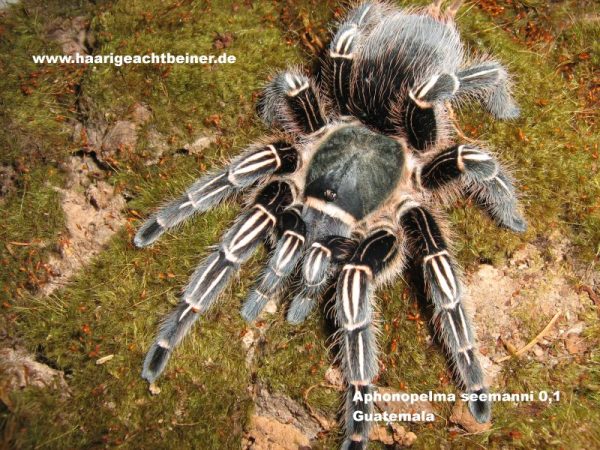 Aphonopelma seemanni sp.blue
