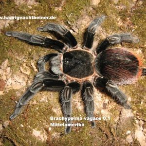 Tliltocatl (Brachypelma) vagans
