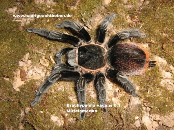 Tliltocatl (Brachypelma) vagans