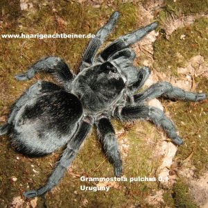 Grammostola pulchra