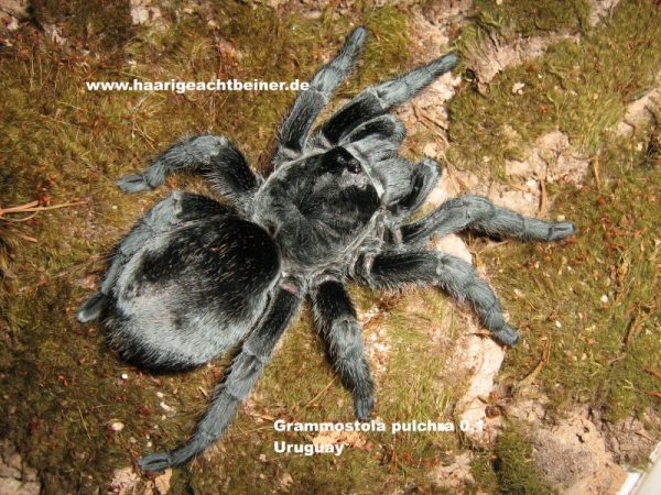Grammostola pulchra