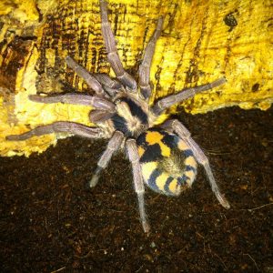 Hapalopus formosus (ex.Kolumbien Groß)