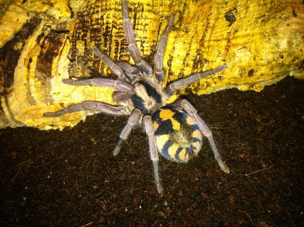 Hapalopus formosus (ex.Kolumbien Groß)
