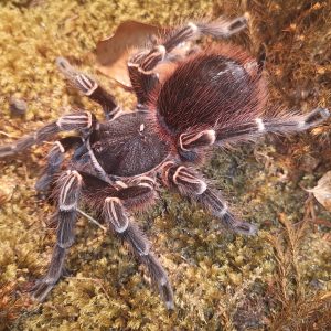 Acanthoscurria geniculata (Publikationsnachweis in der Beschreibung)