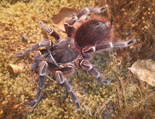 Acanthoscurria geniculata (Publikationsnachweis in der Beschreibung)